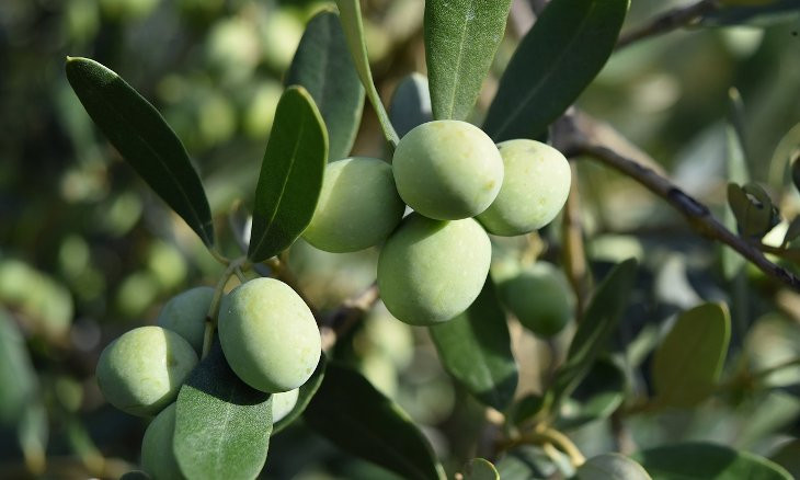 Turkish ministry withholds info on olive oil imports from Syria, claiming trade secrecy