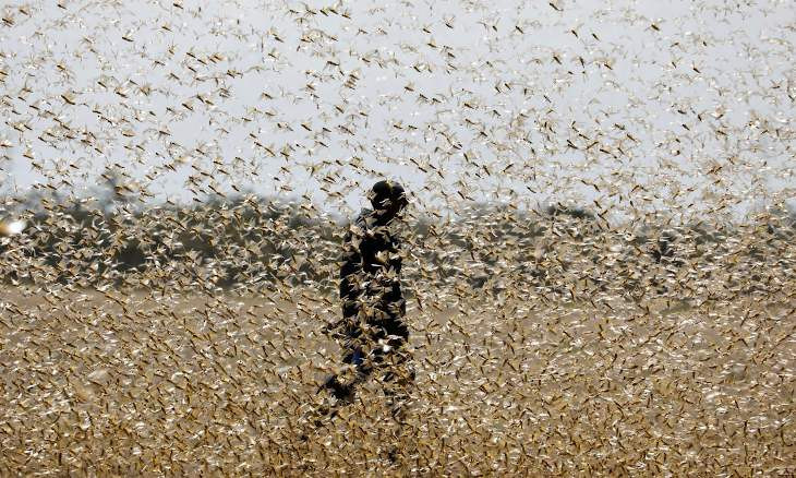 Turkey may face desert locust outbreak, chamber head warns
