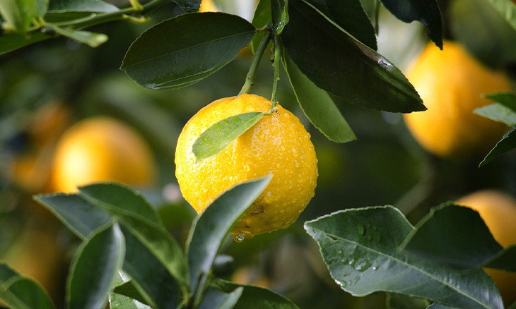 Lemon exports from Turkey to require gov’t approval until August