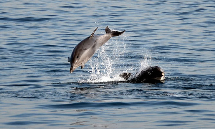 Dolphins return to Istanbul coast when abandoned due to COVID-19