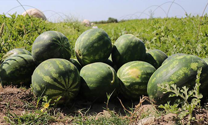 Turkish Trade Ministry's 300 pct increase on Iranian watermelon import taxes sparks debate