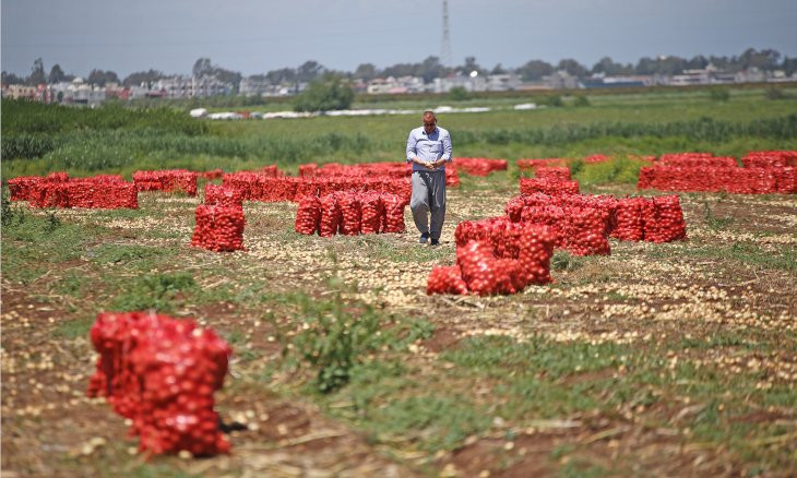 Turkey's onion farmers on the verge of bankruptcy due to low domestic demand, export restrictions