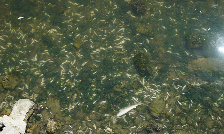 Thousands of dead fish repeatedly wash up on shore in suburban Istanbul lake