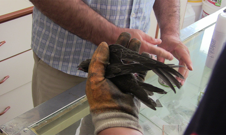 Close relative of the hummingbird rescued by fire deputies in southeast Turkey