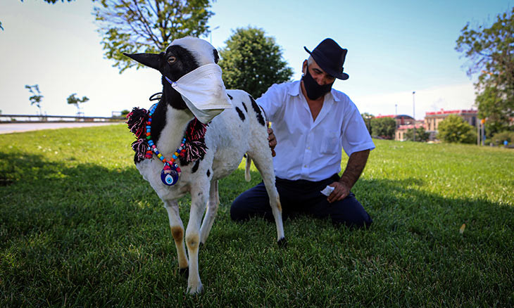 Istanbul man puts mask on pet goat to raise awareness