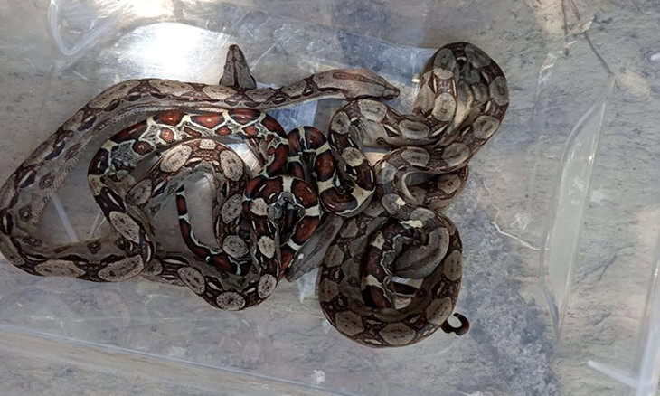 Four baby pythons die during smuggling transport in southern Turkey