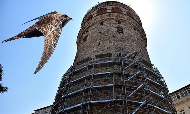 Istanbul's Galata Tower renovation put on pause for common swift babies