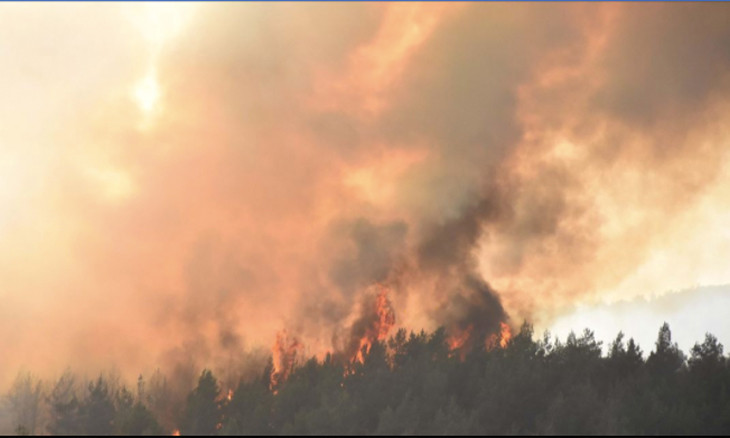 More than 110 hectares of forest land burned down in Turkey in 2019