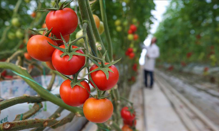 Harsh weather, market conditions leave Turkish tomato farmers at risk