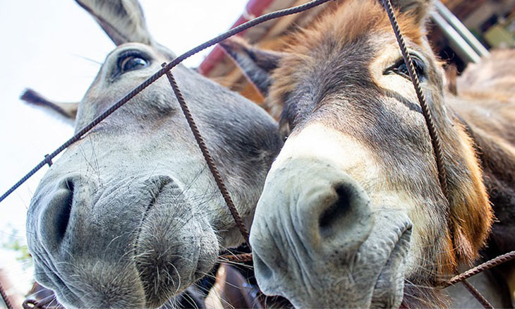 Turkey's donkey population decreases by two thirds in 18 years under AKP gov't