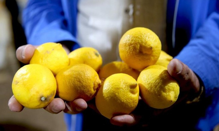 Turkey lifts restriction on export of lemons
