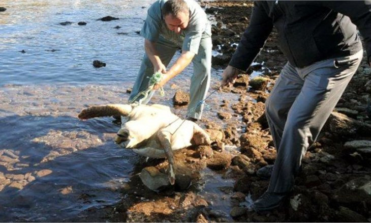 Endangered sea turtle killed with pump rifle in Turkey's Muğla