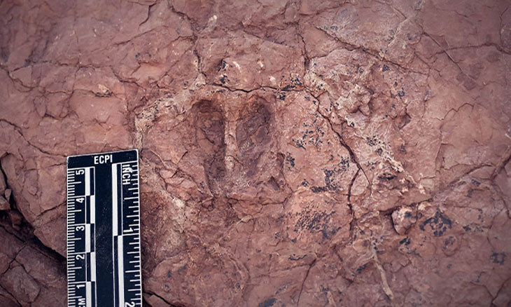 Turkish scientists find 33-million-year-old animal footprints in Central Anatolia