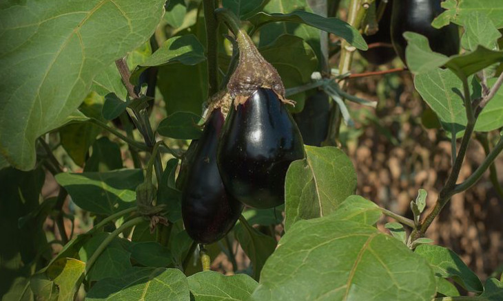 Eggplant prices in Turkey explode in August