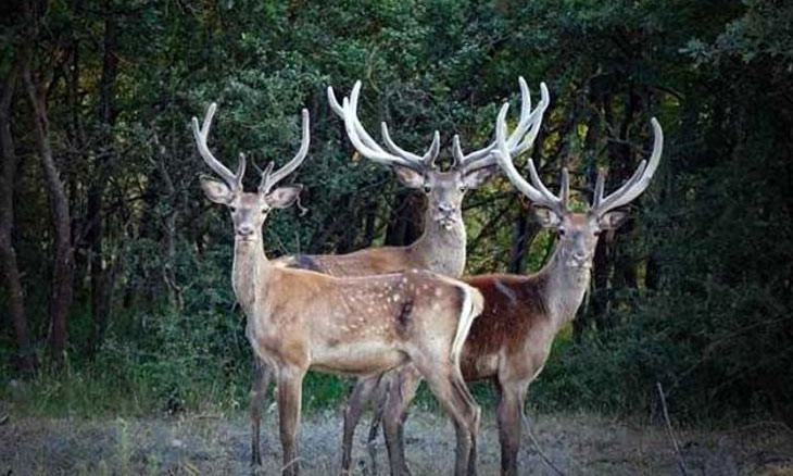 Western Turkey court cancels tender for red deer hunt