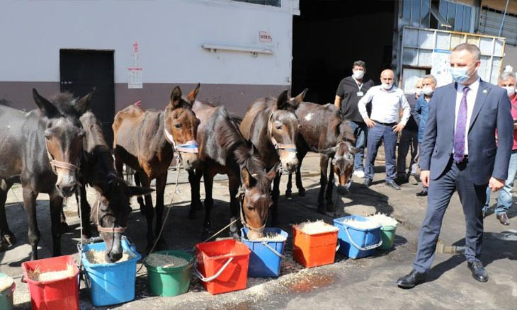 Zonguldak Municipality retires garbage-collector mules