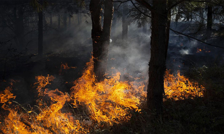 'Turkish gov't underreports forest fires'