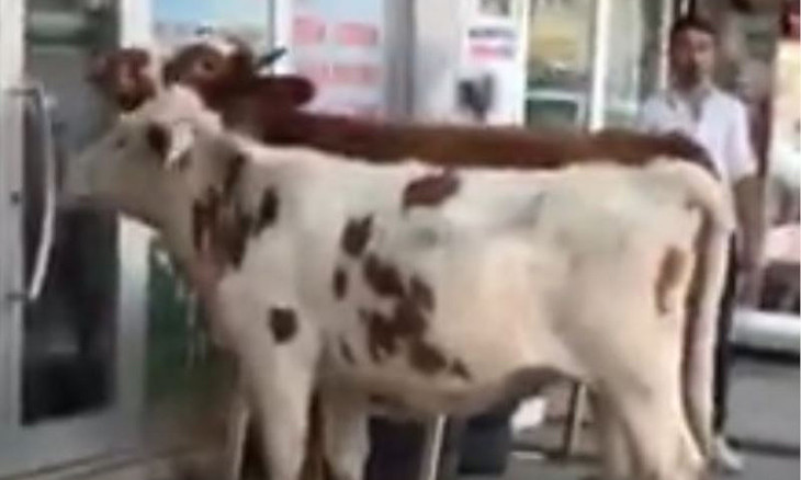 Two cows visit closed vet clinic in eastern Turkey, moo outside door in protest